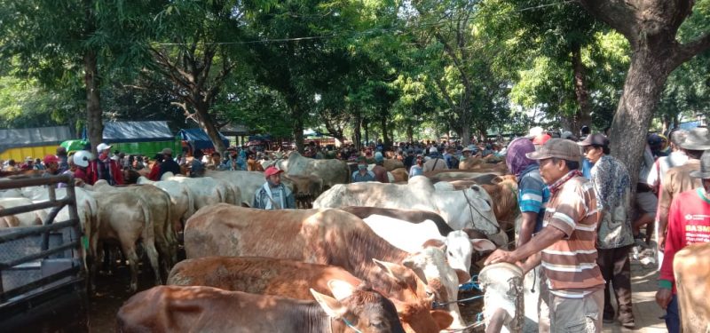 Acuhkan protokol covid-19, pasar hewan berjubel pengunjung.