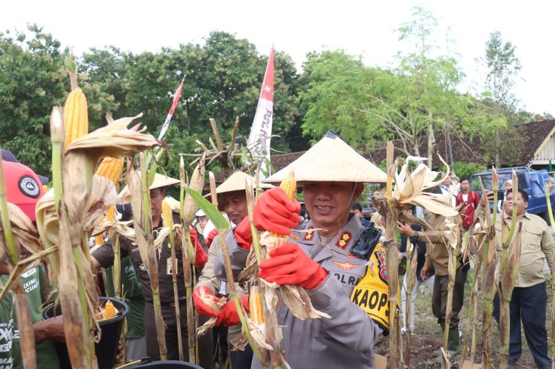 Dukung Ketahanan Pangan, Polres Bojonegoro Panen Raya Jagung 41 IMG 20250226 WA0055