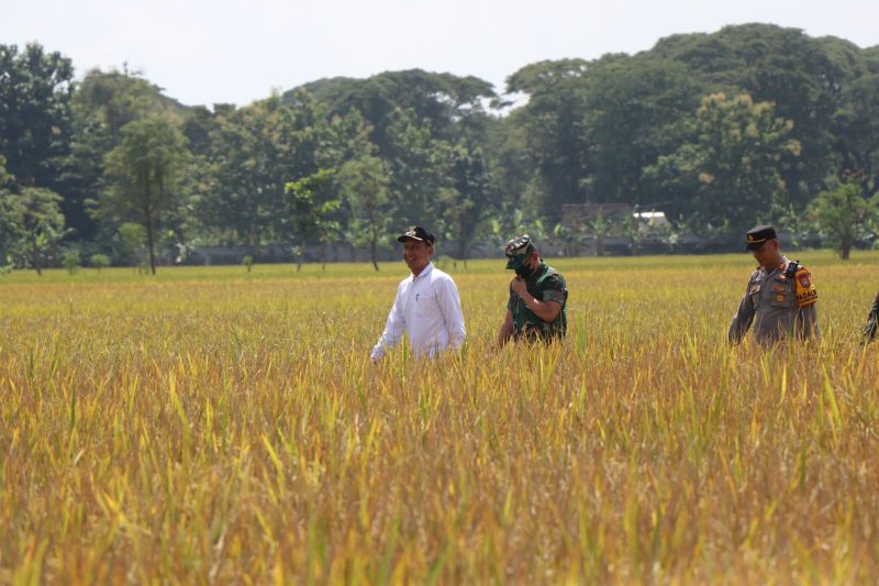 Dukung Swasembada Pangan Nasional, Bupati Bojonegoro Siapkan Sektor Pertanian di Bojonegoro Lebih Maju. 45 IMG 20250407 WA0026