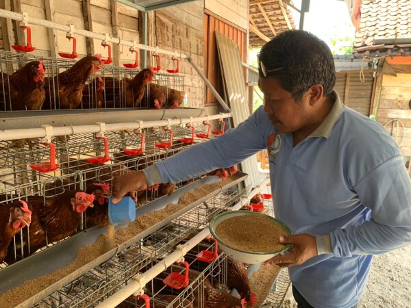 Tips Merawat Ayam Petelur "GAYATRI" ala Disnakkan Bojonegoro 41 fjBcgAGAWBifqyiL