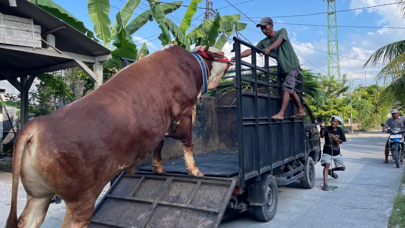 Sapi Kurban dari Presiden RI Prabowo Subianto, Berasal dari Peternak Kalitidu Bojonegoro 41 1000313860